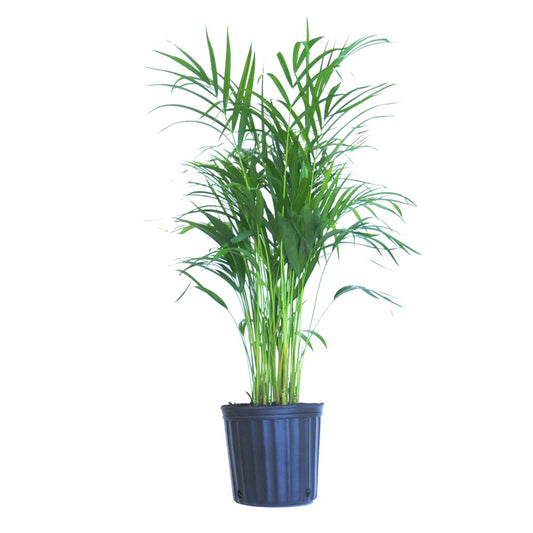 Live Areca Palm Indoor Tropical Plant 28-38 Inches Tall in 10In Grower Pot with Green Fronds