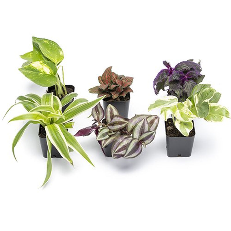 ELEMENT by  Easy to Grow Houseplants (6 Pack), Live House Plants, Growers Choice Plant Set in Planters with Potting Soil Mix, Home Décor Planting Kit or Outdoor Garden Gifts