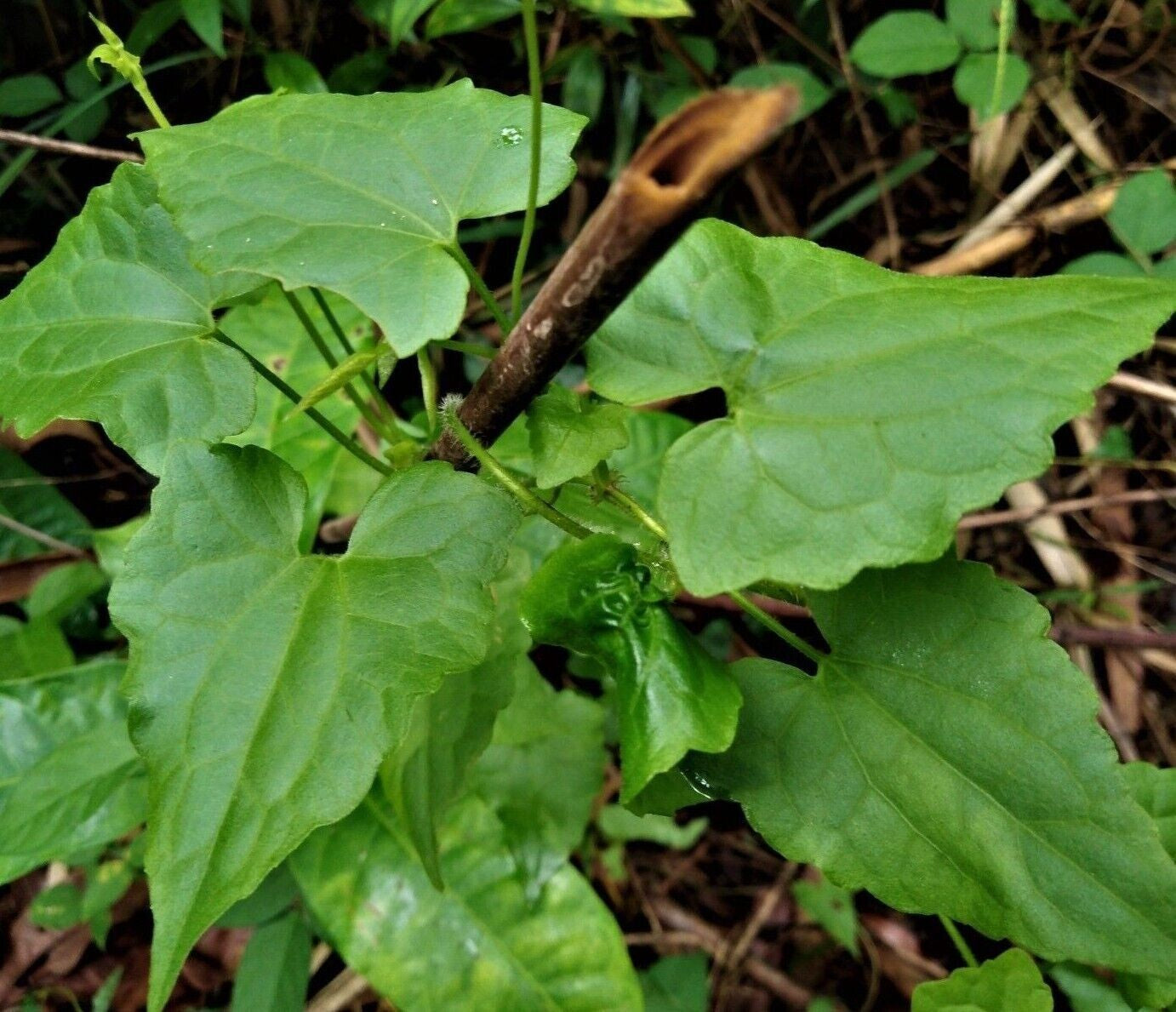 Jamaican Guaco Herb Tea Mikania Leaves Dried Alkaline Pure Organic Leaves Powder