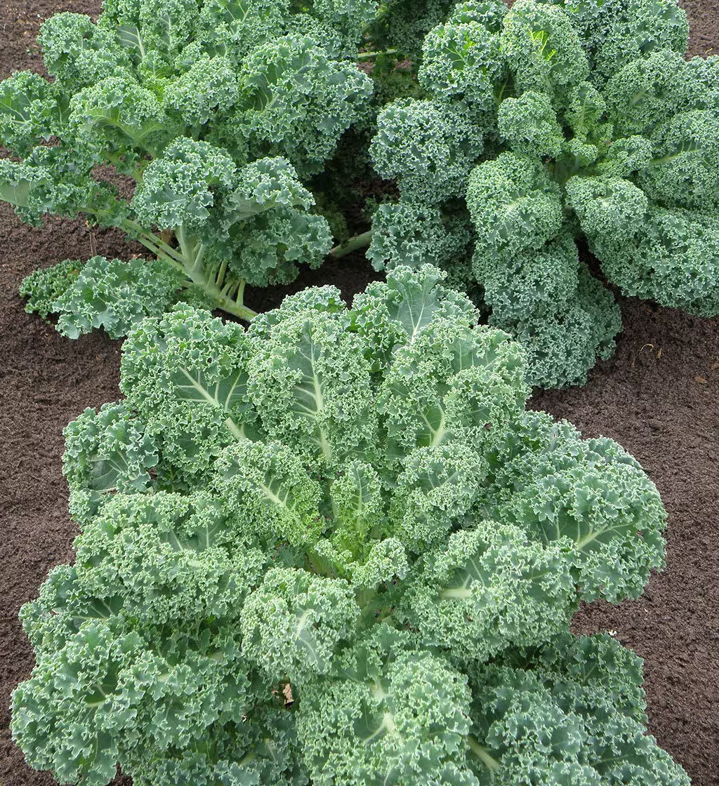 Kale Organic Seeds - Heirloom, Open Pollinated, Non GMO - Grow Indoors, Outdoors, in Pots, Grow Beds, Soil, Hydroponics & Aquaponics