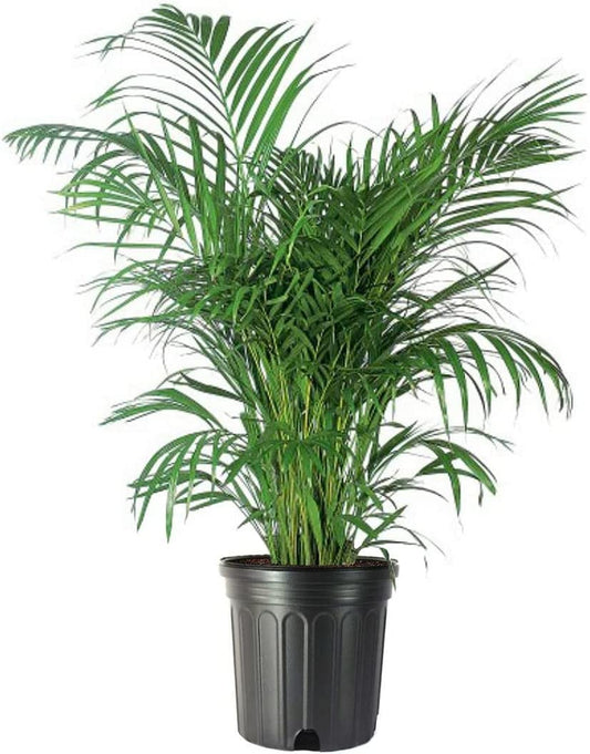 American Plant Exchange Live Areca Palm Tree, Butterfly Palm Tree, Plant Pot for Home and Garden Decor, 10" Pot