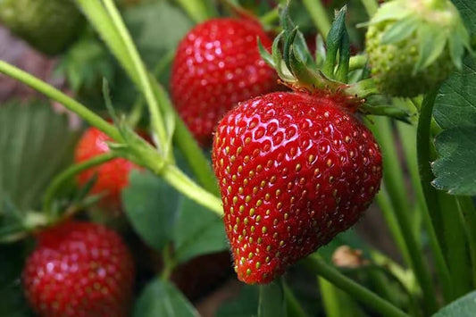 Strawberry Organic Seeds - Heirloom, Open Pollinated, Non GMO - Grow Indoors, Outdoors, in Pots, Grow Beds, Soil, Hydroponics & Aquaponics