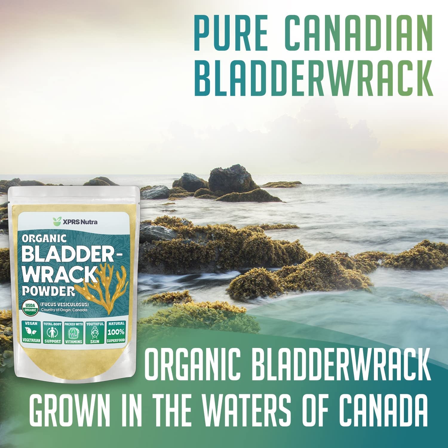 Organic Bladderwrack Powder (Fucus Vesiculosus) - Premium Bladderwrack Organic Powder for Glowing Skin - Vegan Friendly Bladderwrack Herb Iodine Supplement (4 Ounce)