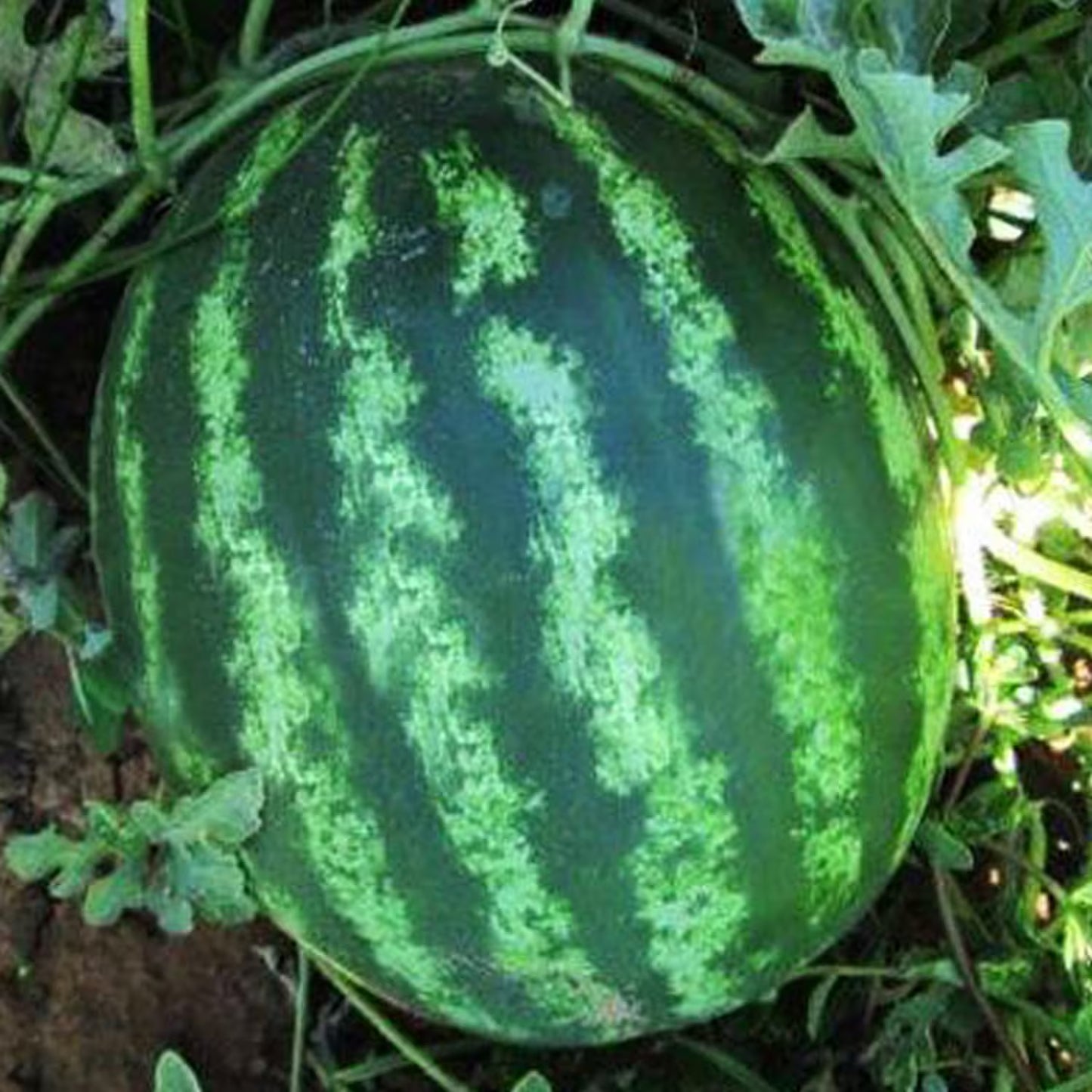 Watermelon Organic Seeds - Heirloom, Open Pollinated, Non GMO - Grow Indoors, Outdoors, in Pots, Grow Beds, Soil, Hydroponics & Aquaponics