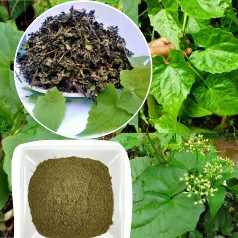 Jamaican Guaco Herb Tea Mikania Leaves Dried Alkaline Pure Organic Leaves Powder