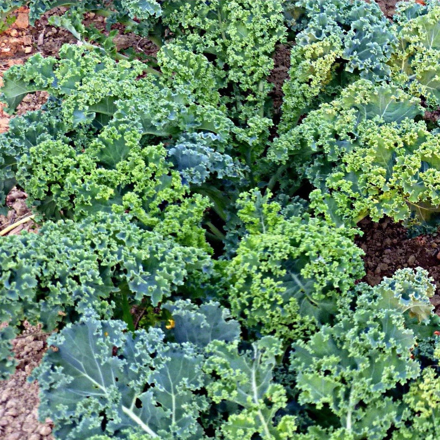 Kale Organic Seeds - Heirloom, Open Pollinated, Non GMO - Grow Indoors, Outdoors, in Pots, Grow Beds, Soil, Hydroponics & Aquaponics