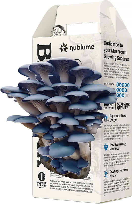 Organic Oyster Mushroom Grow Kit by Nublume | Harvest Fresh Gourmet Mushrooms at Home in 10 Days | Indoor Mushroom Growing Kits Great Gift for Kids & Adults | Gardeners & Vegans | Cooking & Plants