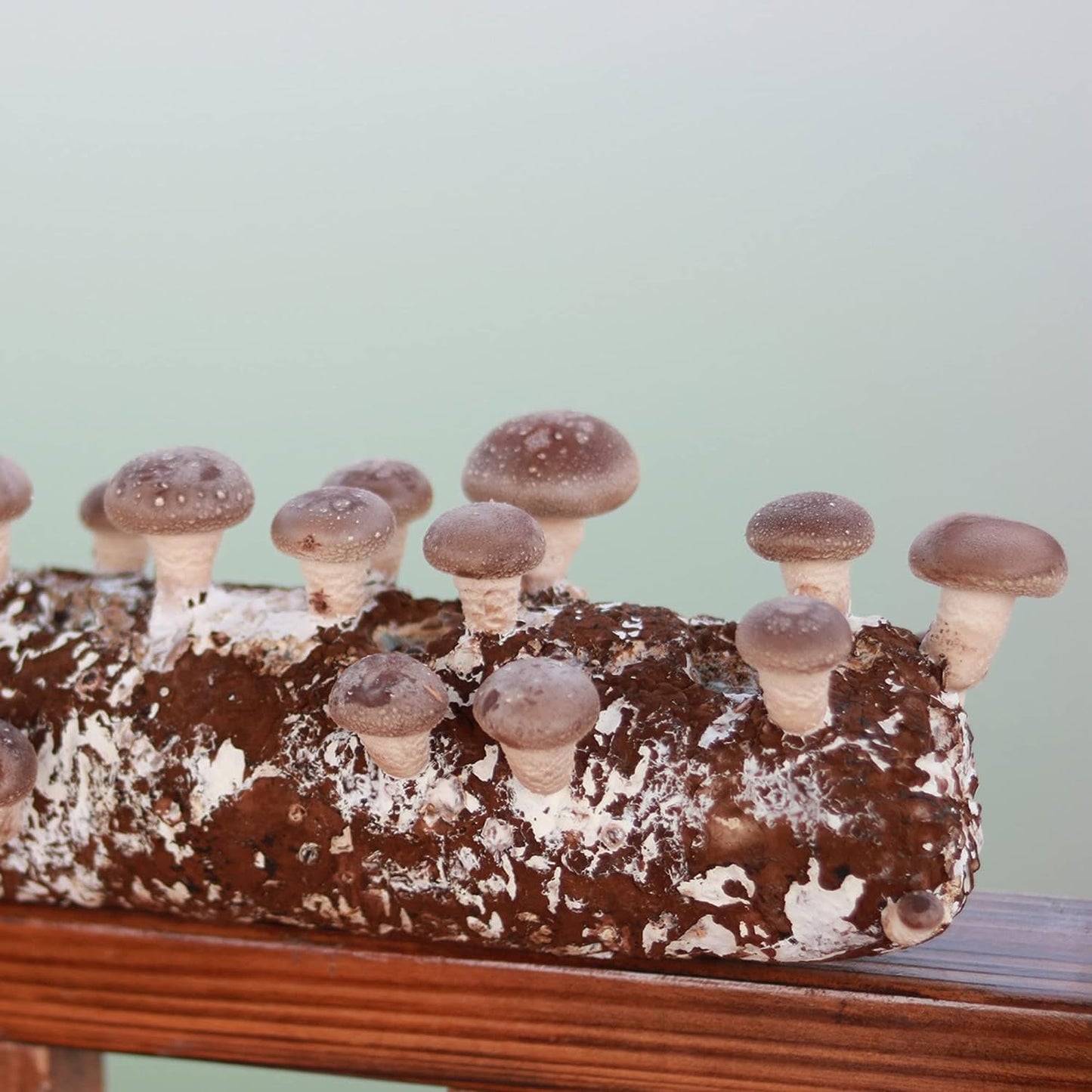 Organic Shiitake Mushroom Kit; Great Gift; Easy for Beginners, for Indoor Growing