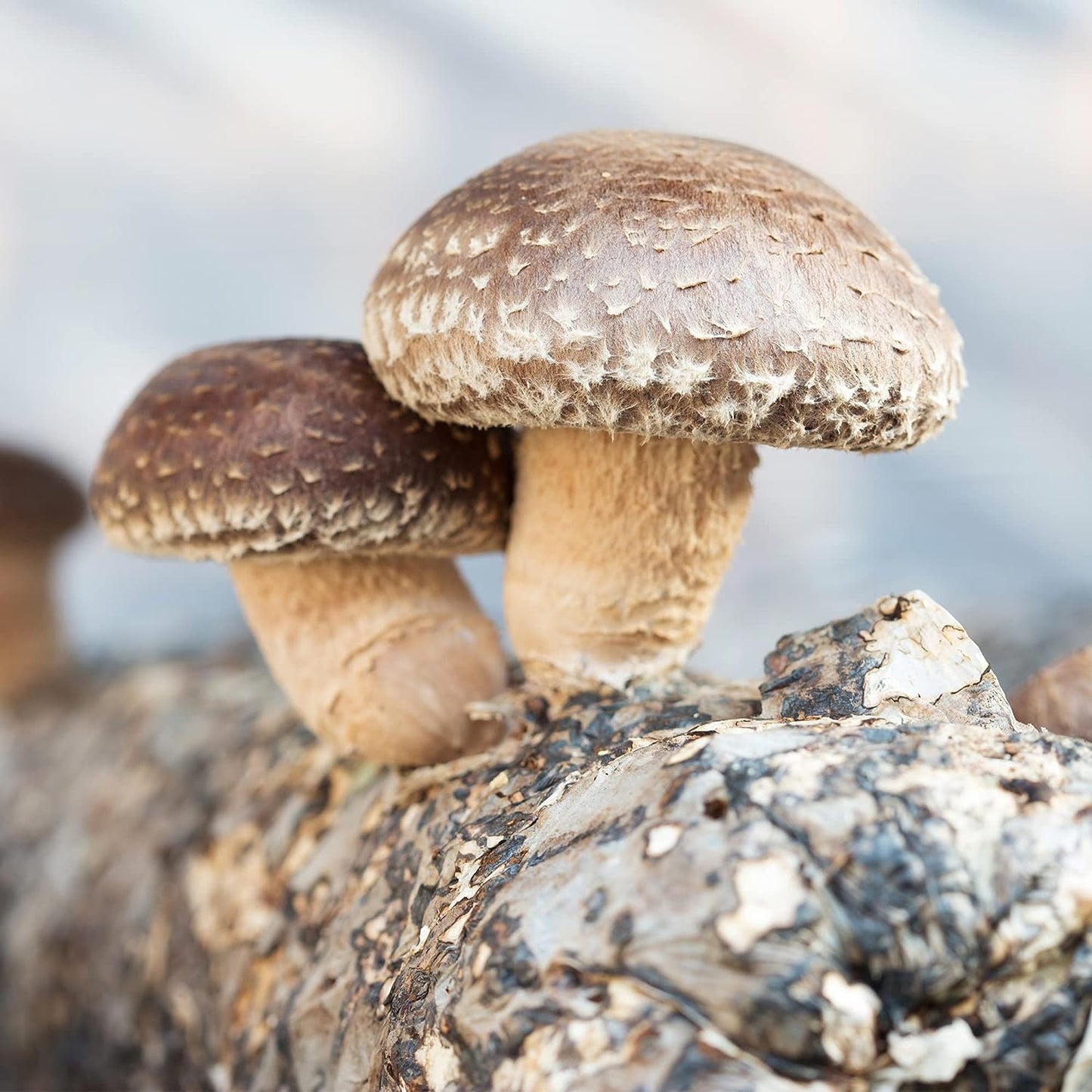 Organic Shiitake Mushroom Kit; Great Gift; Easy for Beginners, for Indoor Growing