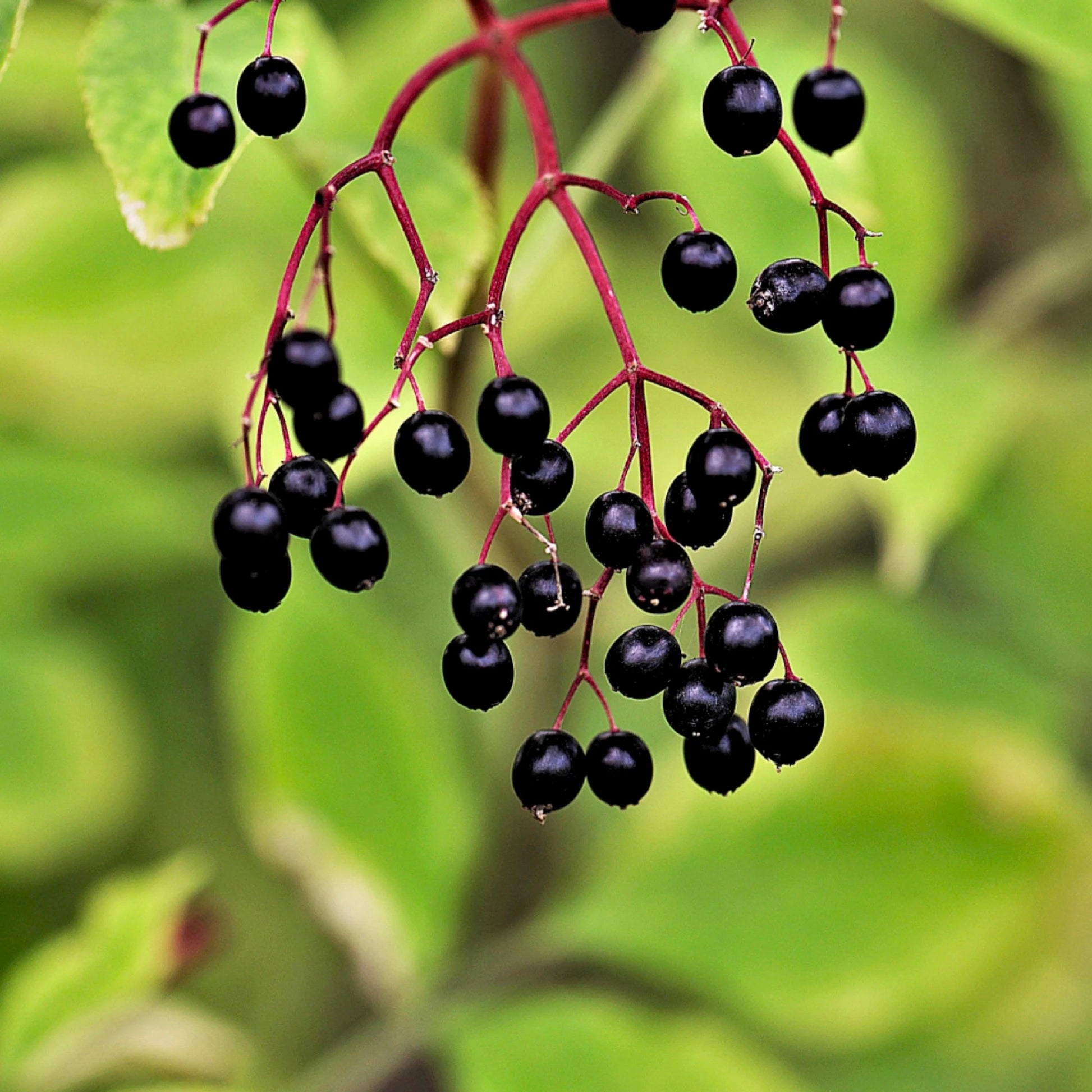 Elderberry Organic Seeds - Heirloom, Open Pollinated, Non GMO - Grow Indoors, Outdoors, in Pots, Grow Beds, Soil, Hydroponics & Aquaponics