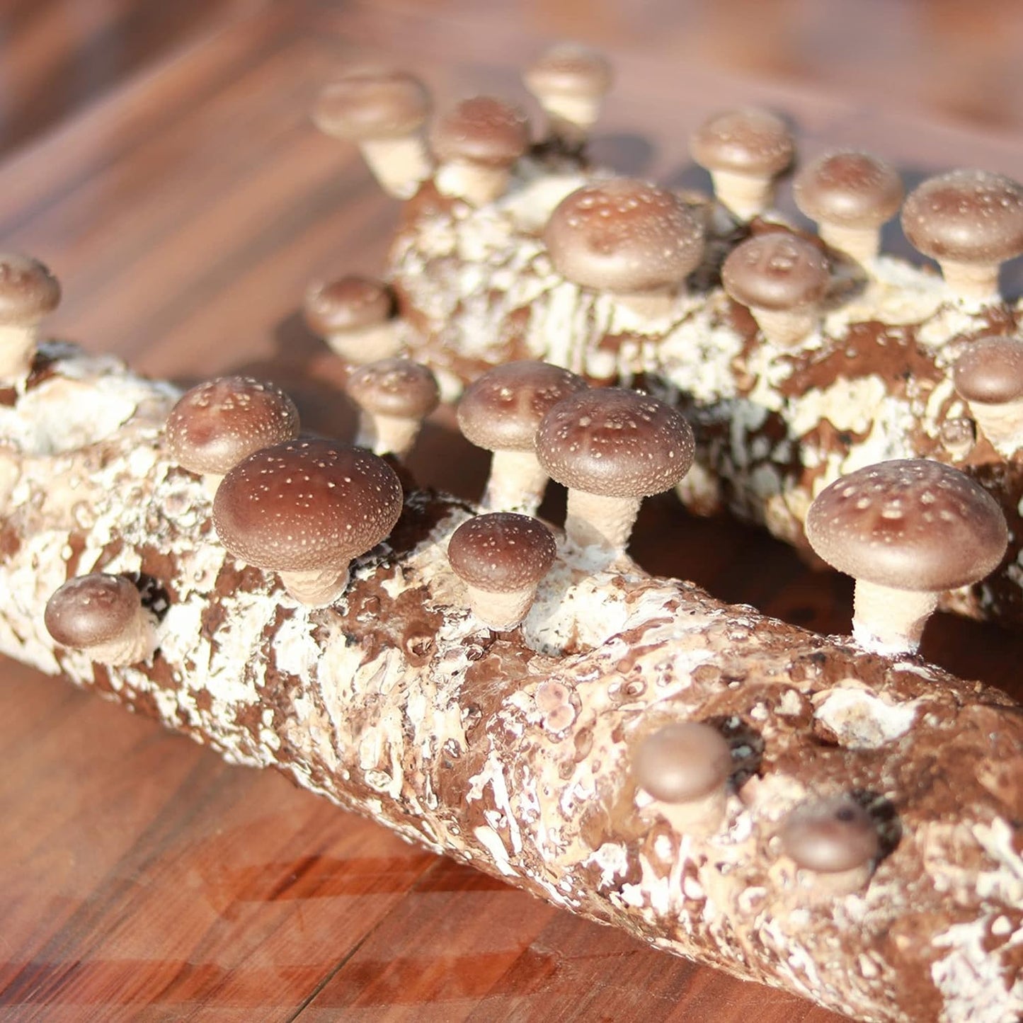 Organic Shiitake Mushroom Kit; Great Gift; Easy for Beginners, for Indoor Growing