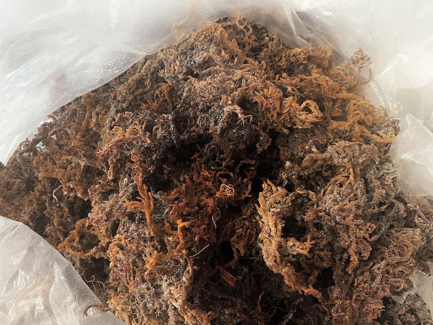 PURPLE SEA MOSS, 8Oz. ORGANIC STRAIGHT from the OCEAN.🔥BUY 2 GET 1 FREE