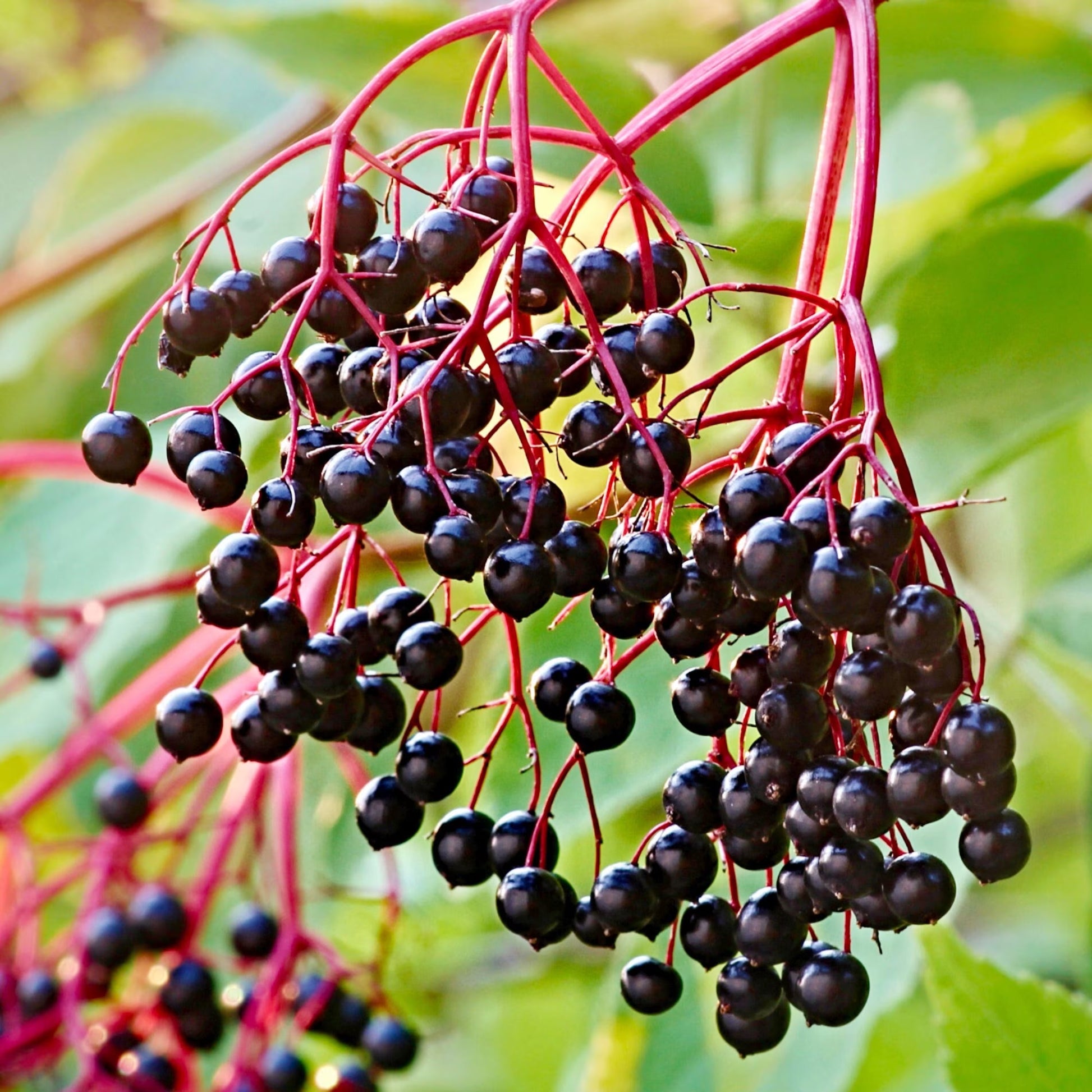 Elderberry Organic Seeds - Heirloom, Open Pollinated, Non GMO - Grow Indoors, Outdoors, in Pots, Grow Beds, Soil, Hydroponics & Aquaponics