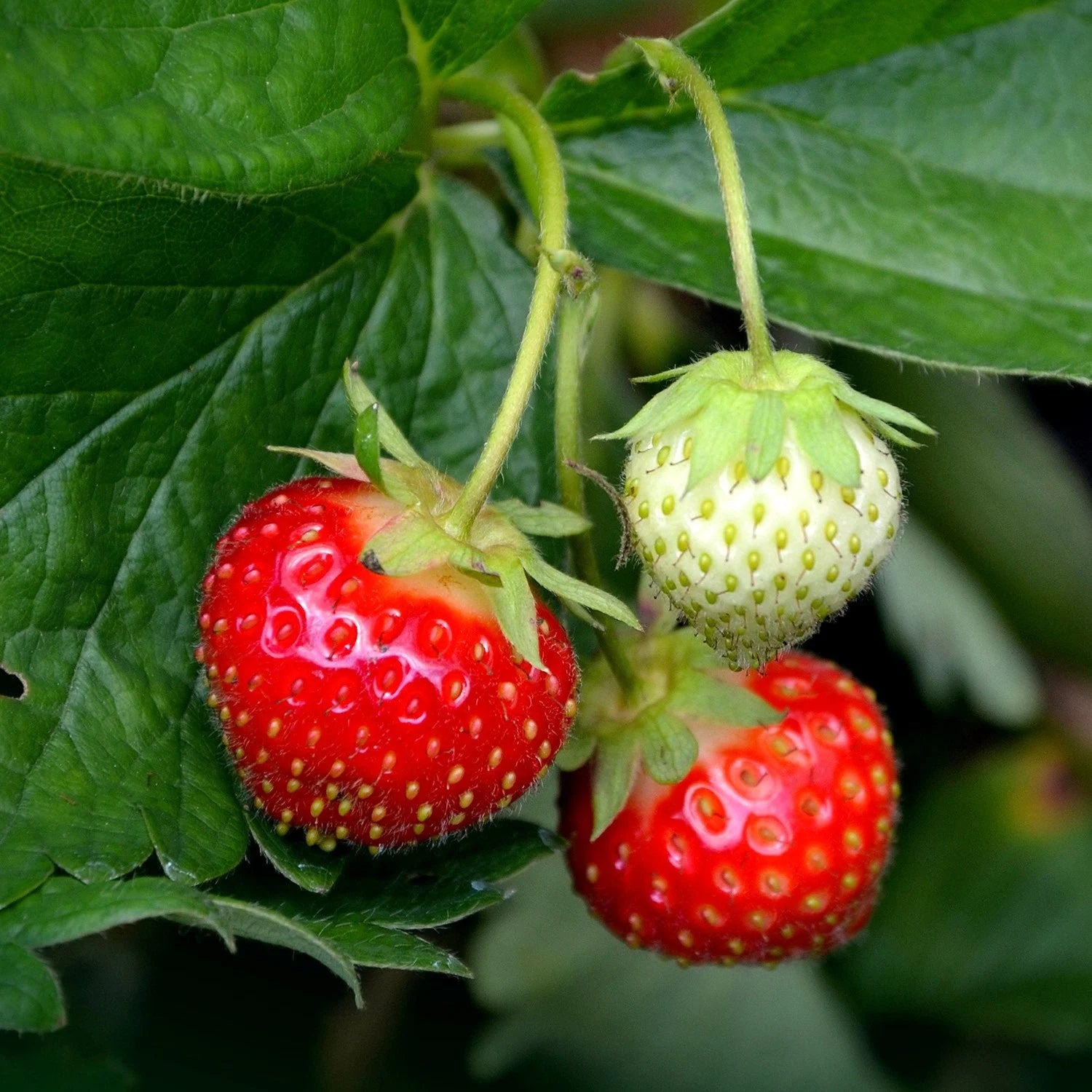 Strawberry Organic Seeds - Heirloom, Open Pollinated, Non GMO - Grow Indoors, Outdoors, in Pots, Grow Beds, Soil, Hydroponics & Aquaponics