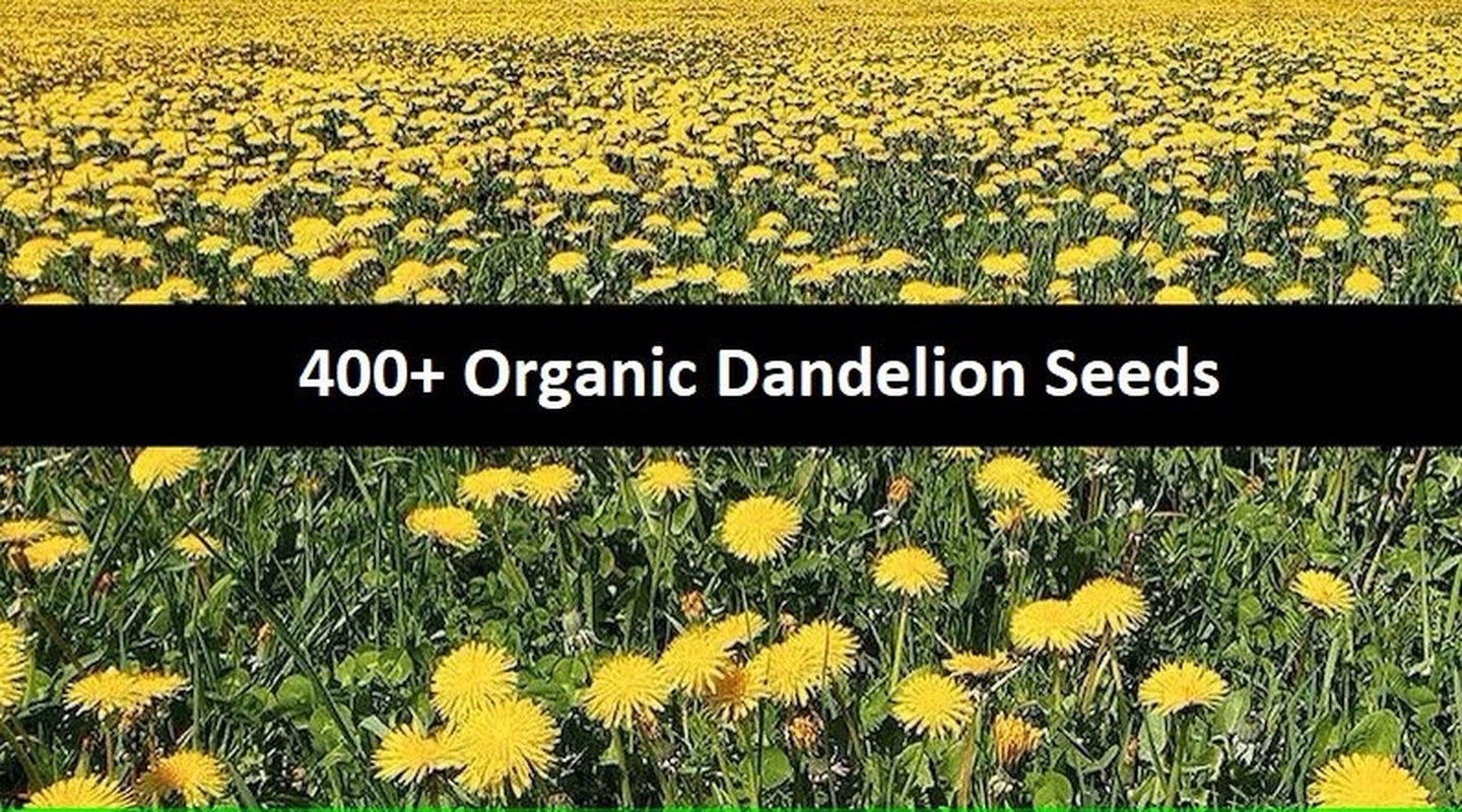 ORGANIC Dandelion Seeds NON GMO 400+