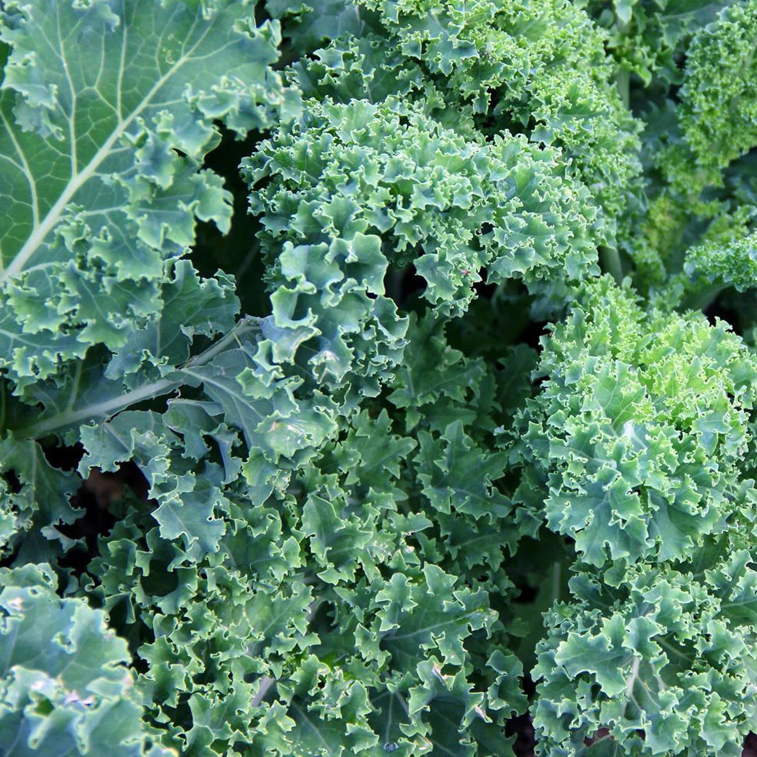 Kale Organic Seeds - Heirloom, Open Pollinated, Non GMO - Grow Indoors, Outdoors, in Pots, Grow Beds, Soil, Hydroponics & Aquaponics