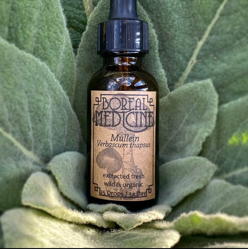 Mullein Tincture • Organic, Wild & Fresh