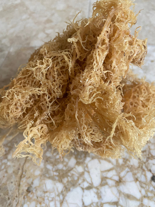 Derek Product - 1Lb - Gold Wildcrafted Sea Moss Organic