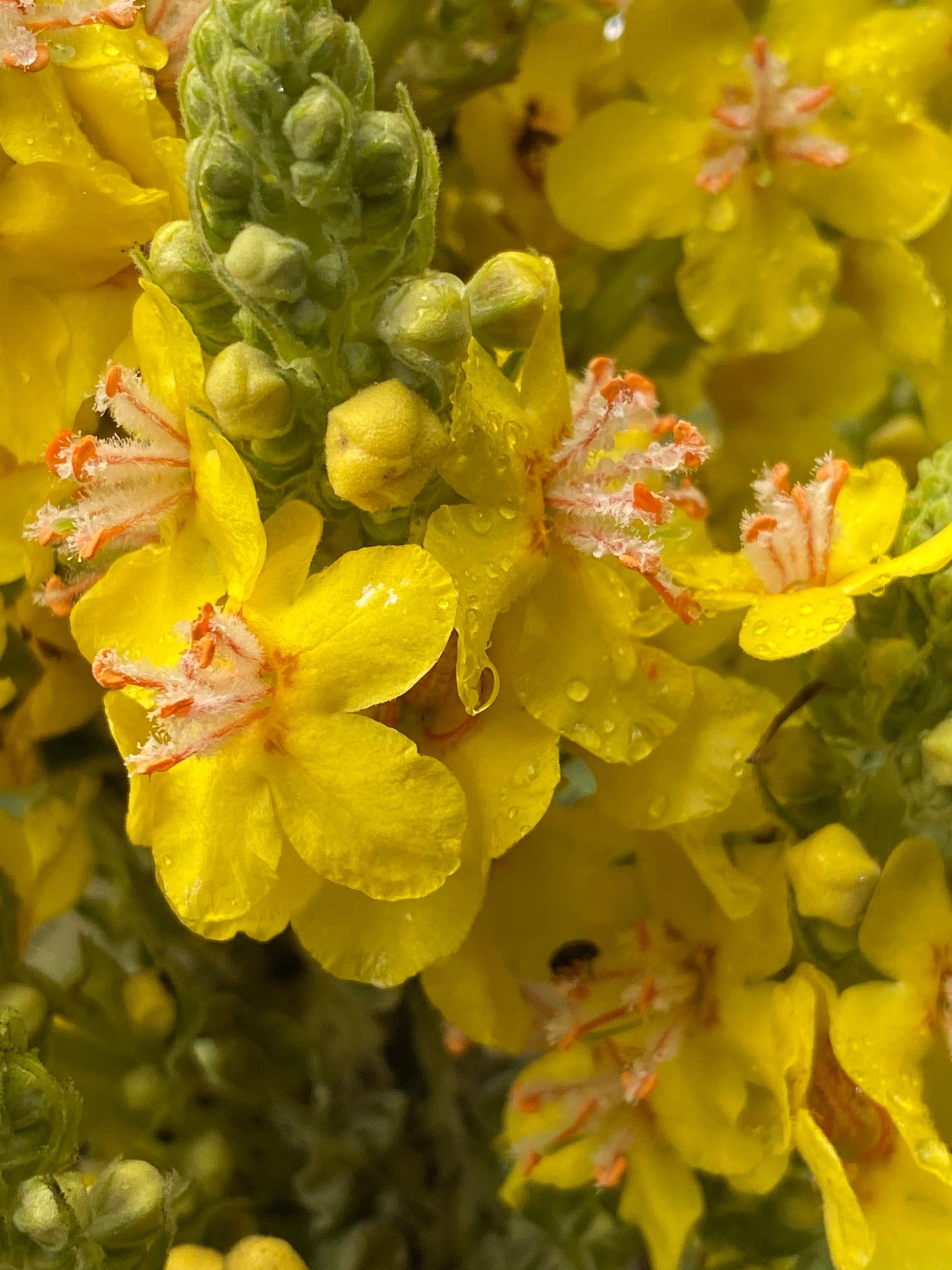 Mullein Tincture • Organic, Wild & Fresh