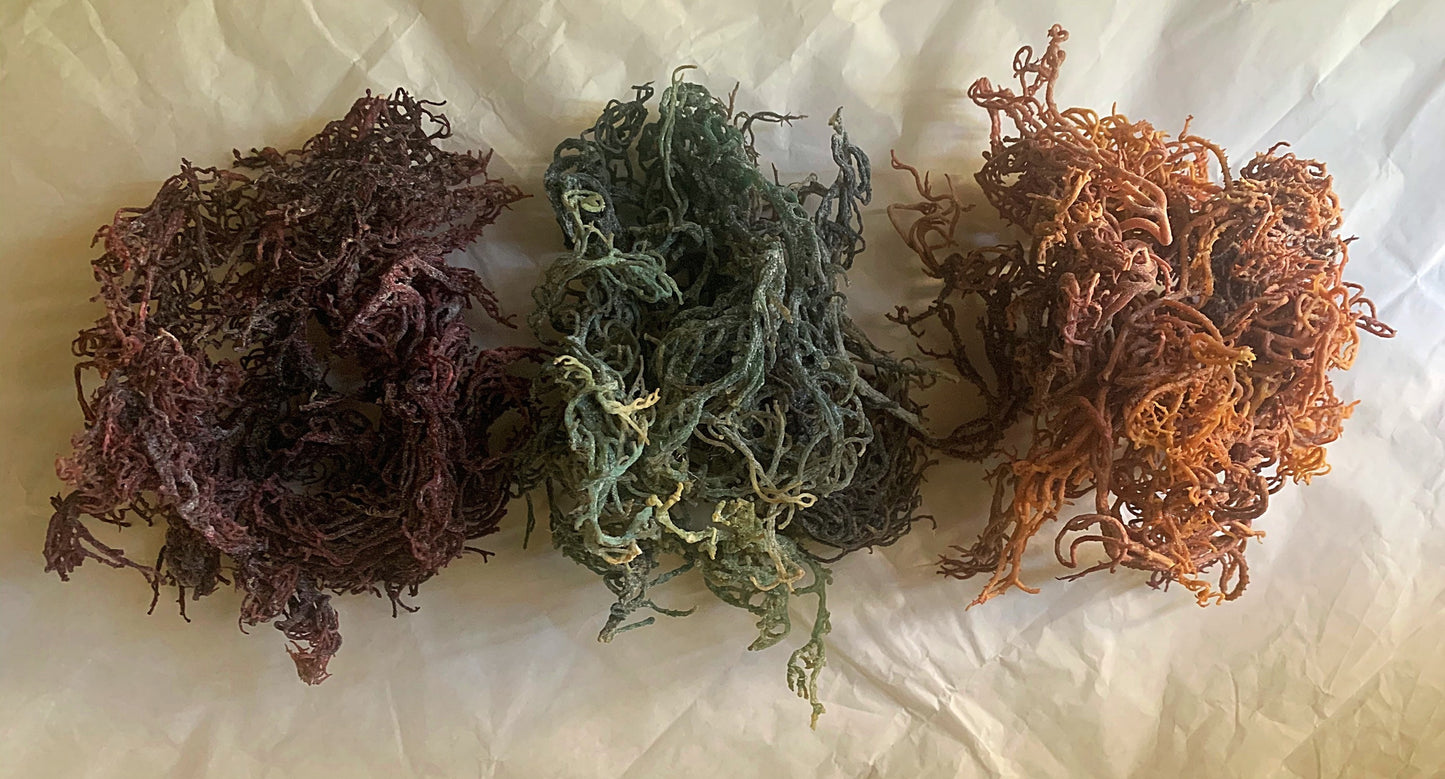 Raw Sea Moss-Full Spectrum- Organic, Wild Crafted, 1 Pound Bulk Bag