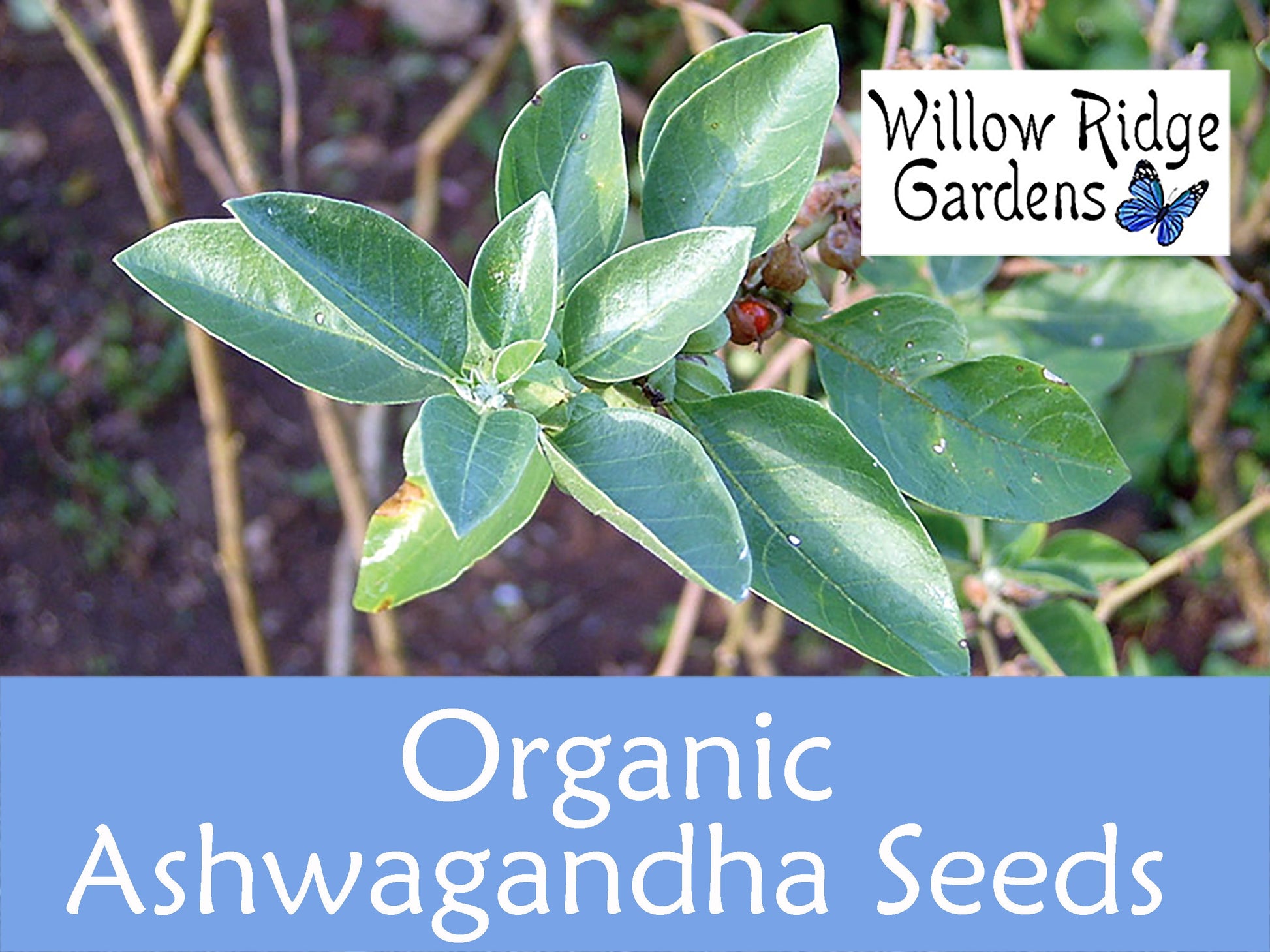 Organic Ashwagandha Seeds, 30+ Seeds, Medicinal Herb Seeds, Heirloom, Indian Ginseng, Withania Somnifera, Ashwagandha Plants USA Grown