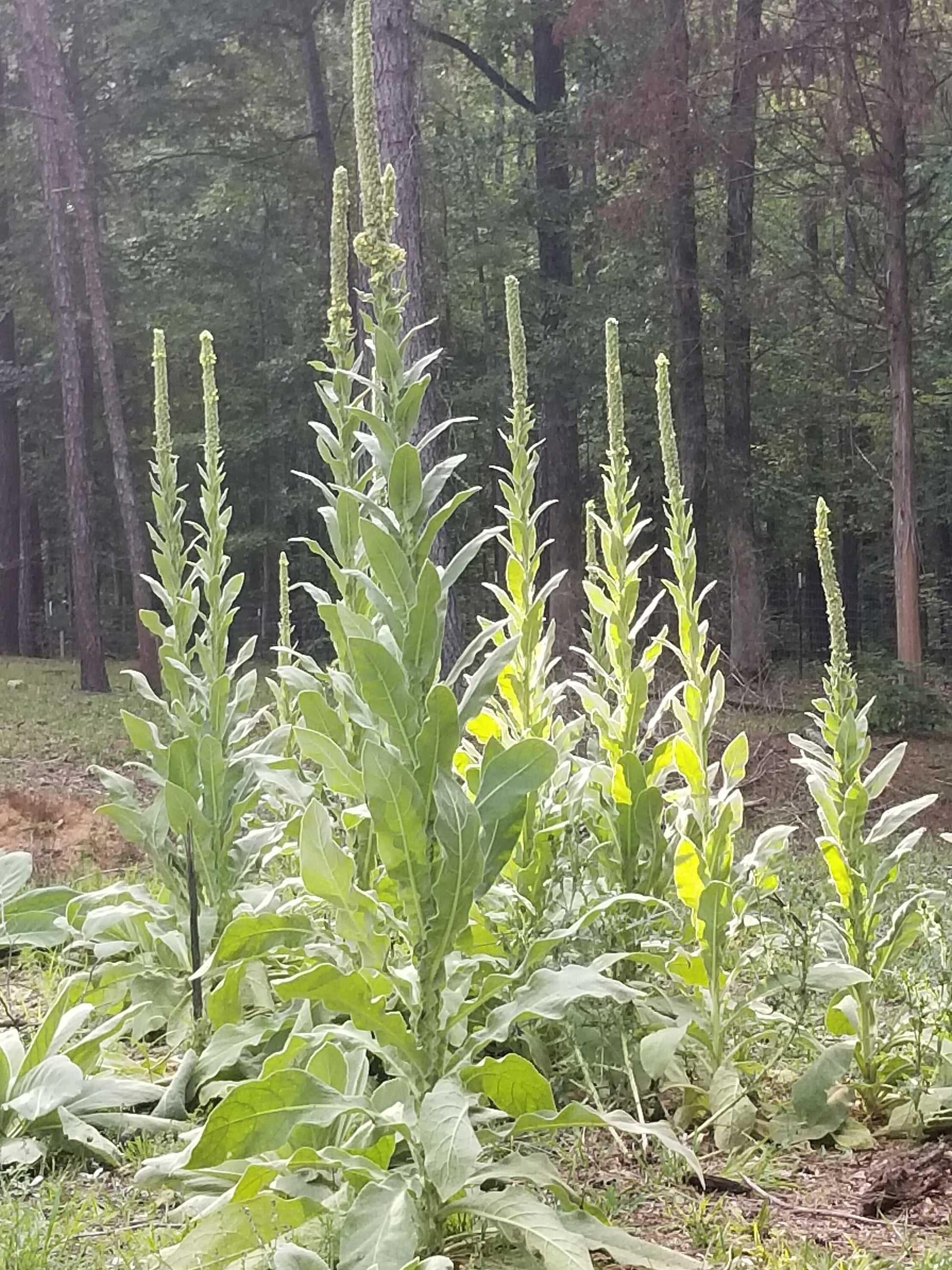 Organic Mullein Seeds(100+)