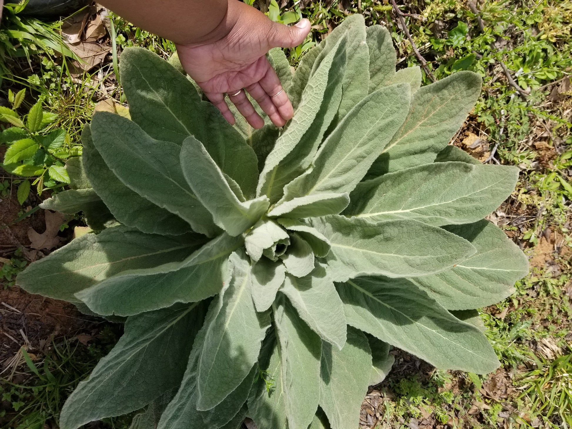 Organic Mullein Seeds(100+)