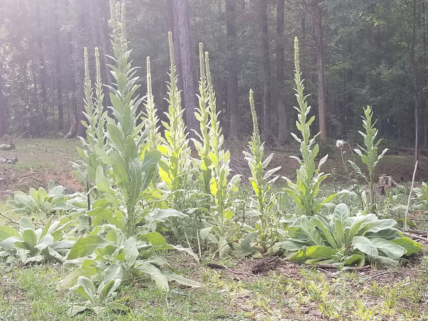 Organic Mullein Seeds(100+)