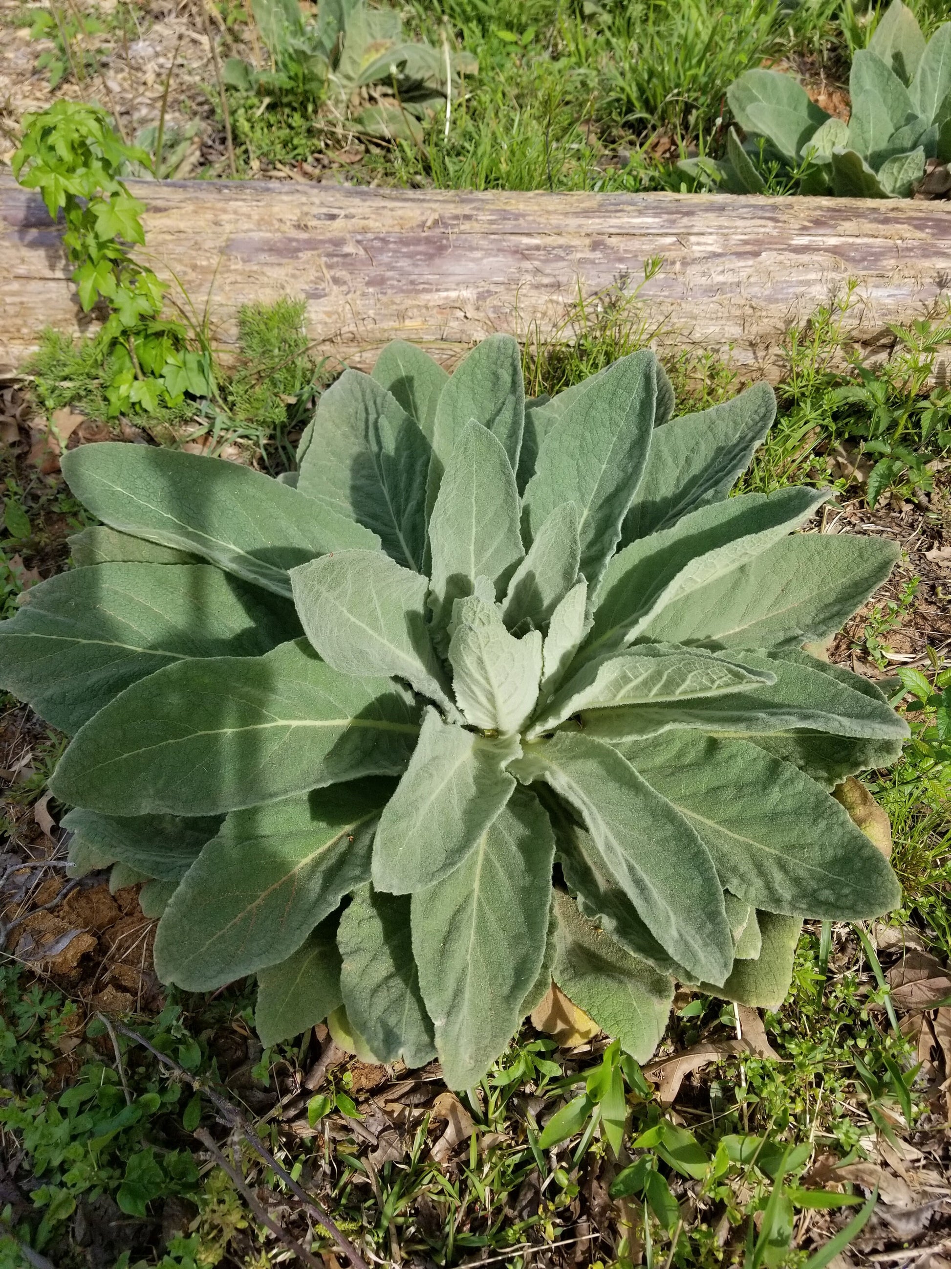 Organic Mullein Seeds(100+)