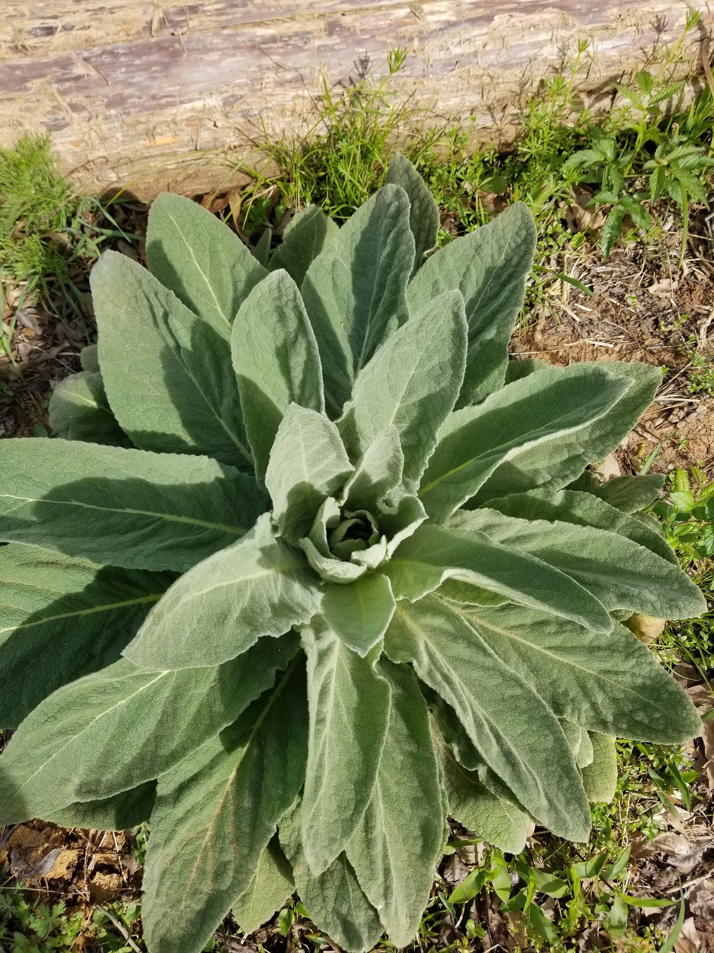 Organic Mullein Seeds(100+)