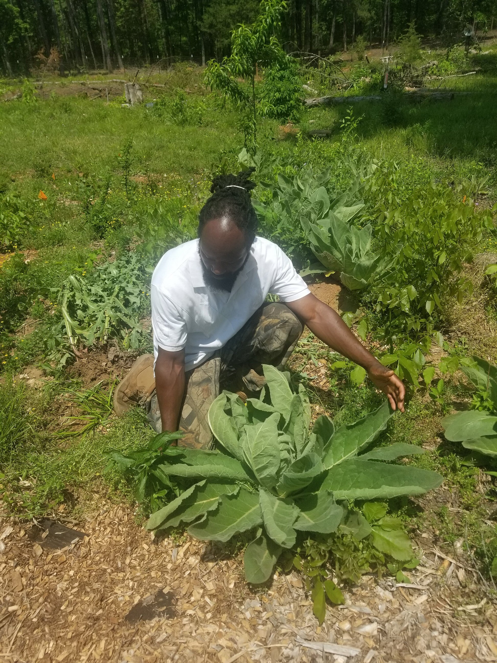 Organic Mullein Seeds(100+)