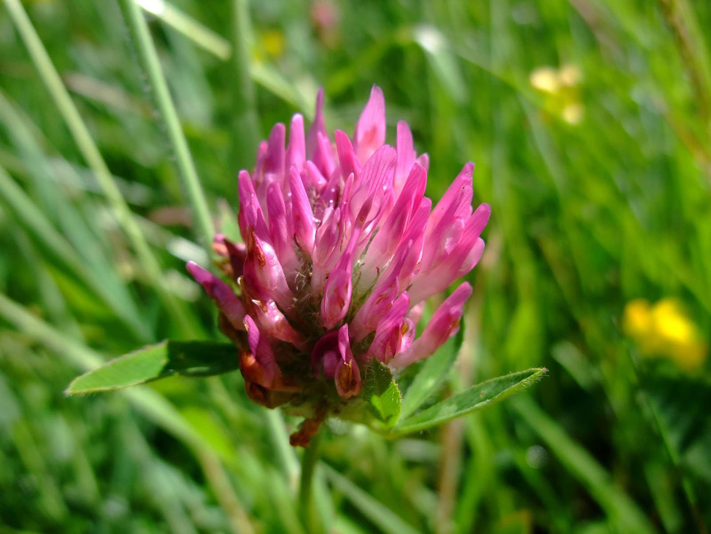 Organic Red Clover Seeds, 300+ Seeds, Medicinal Herbs, Heirloom Seeds, Non GMO, Plant, USA Grown