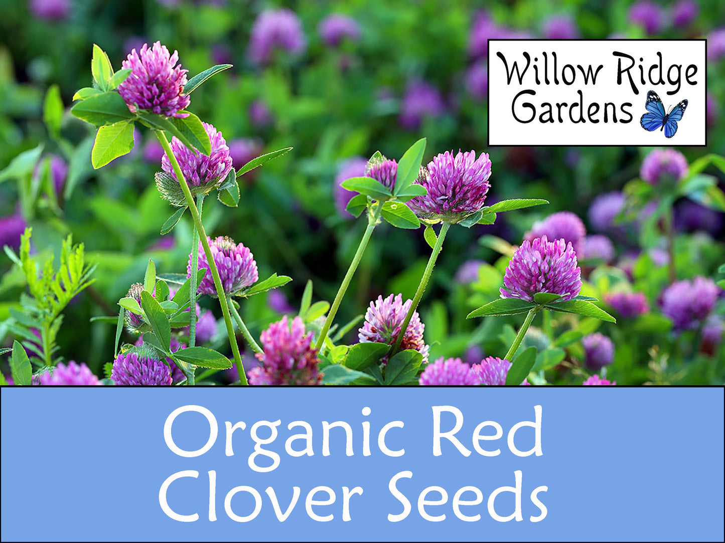 Organic Red Clover Seeds, 300+ Seeds, Medicinal Herbs, Heirloom Seeds, Non GMO, Plant, USA Grown