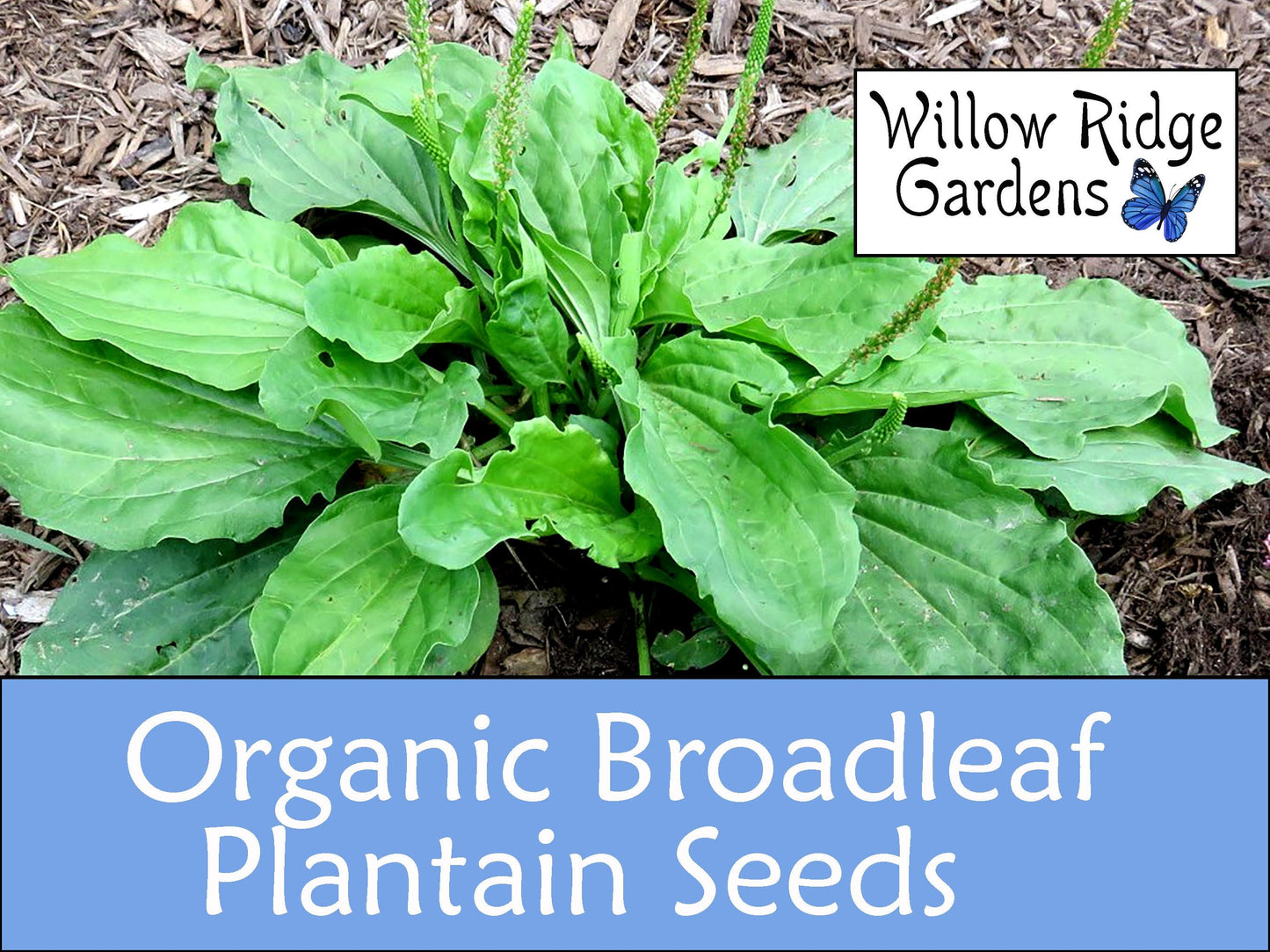 Organic Broadleaf Plantain Seeds, 100+ Seeds, Medicinal Herbs, Heirloom Seeds, Non GMO, Plant, USA Grown