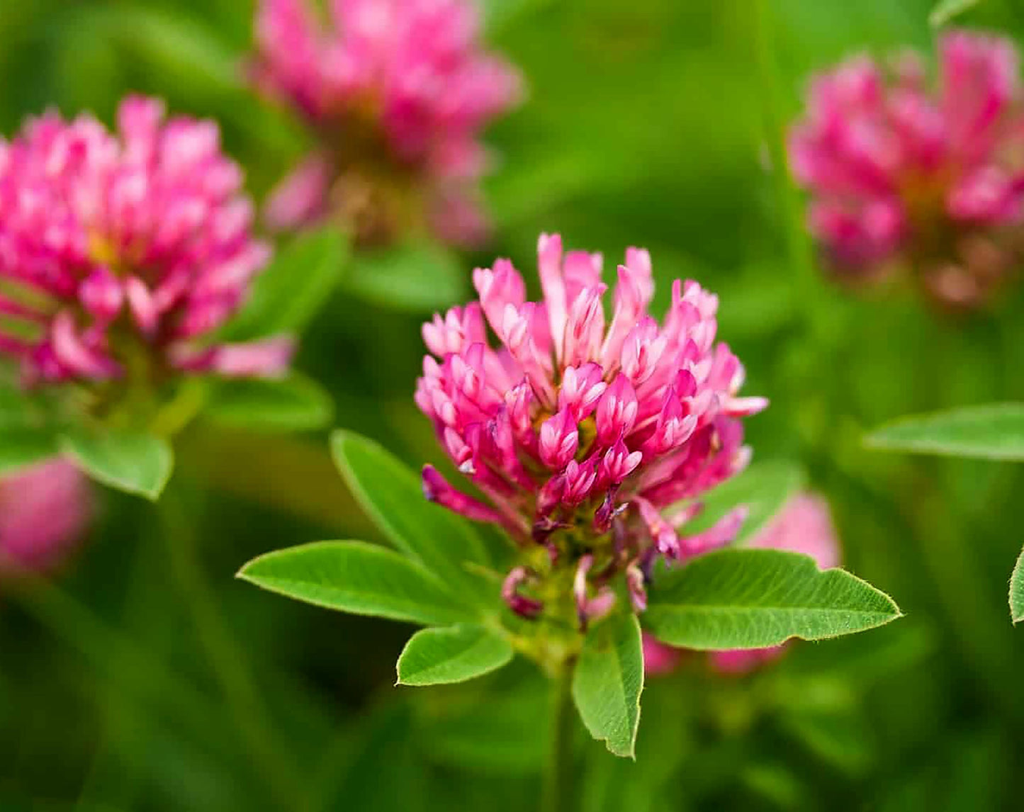 Organic Red Clover Seeds, 300+ Seeds, Medicinal Herbs, Heirloom Seeds, Non GMO, Plant, USA Grown