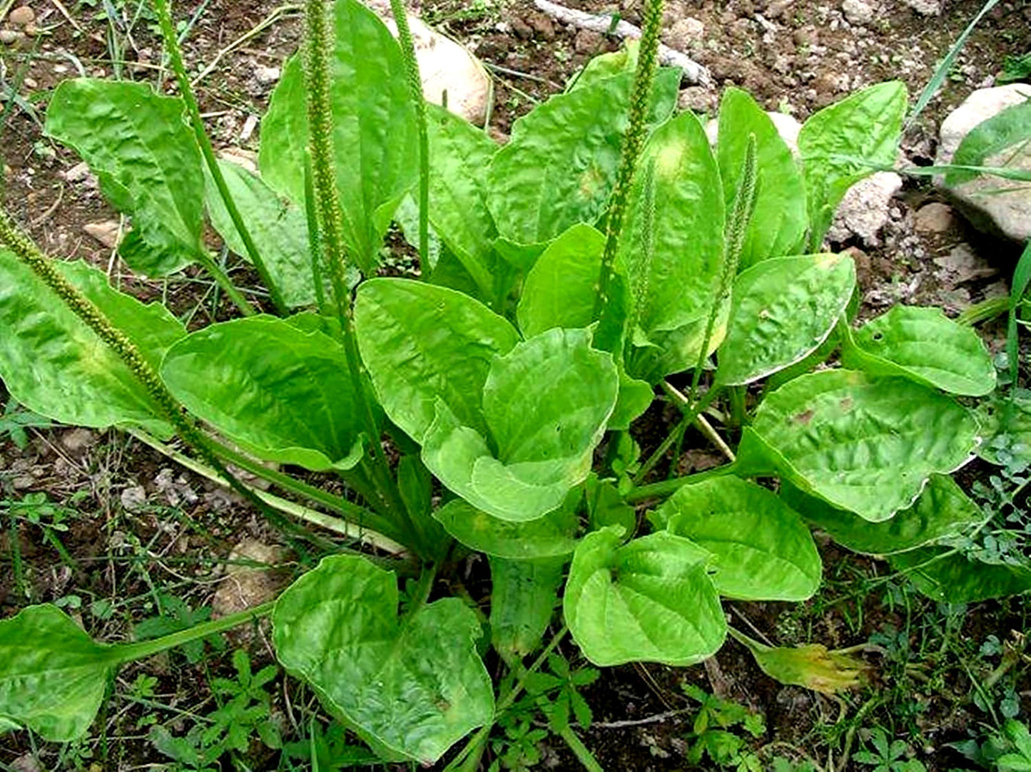 Organic Broadleaf Plantain Seeds, 100+ Seeds, Medicinal Herbs, Heirloom Seeds, Non GMO, Plant, USA Grown