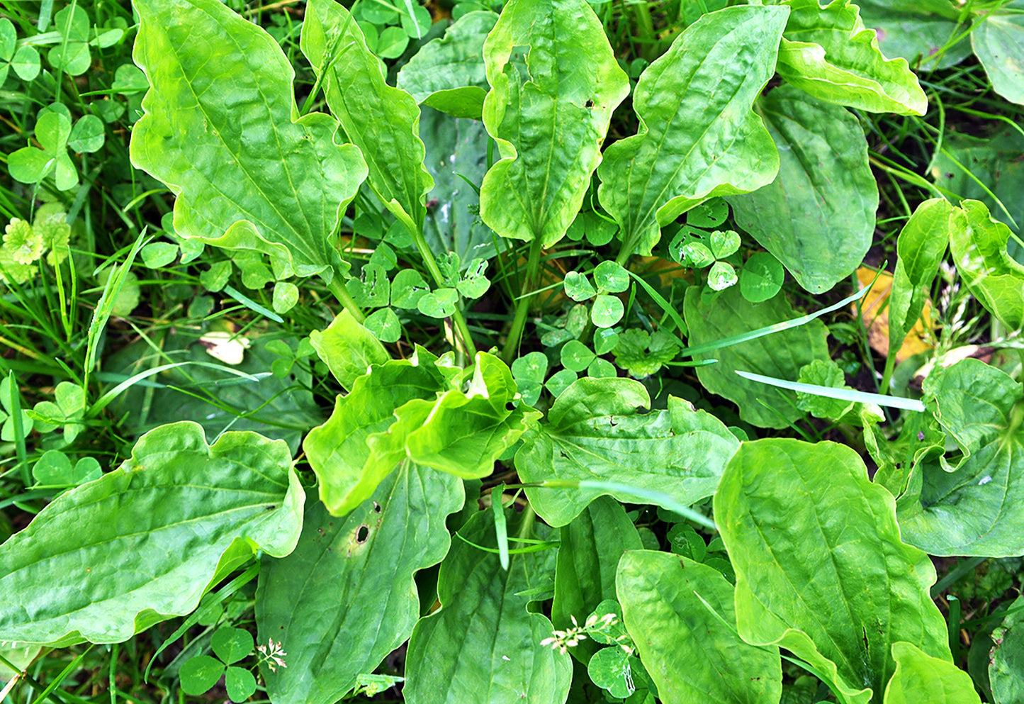 Organic Broadleaf Plantain Seeds, 100+ Seeds, Medicinal Herbs, Heirloom Seeds, Non GMO, Plant, USA Grown